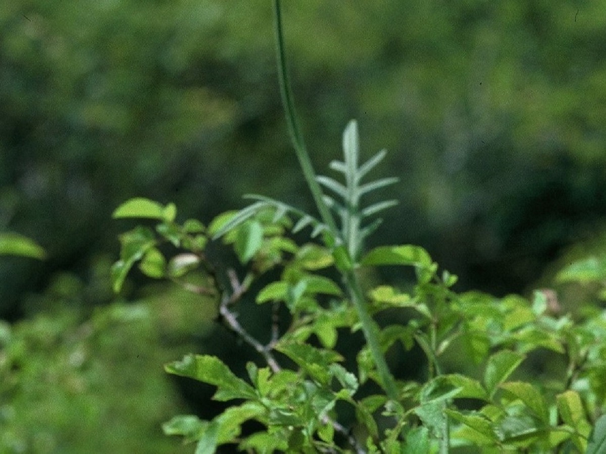 Knautia arvensis (Caprifoliaceae)